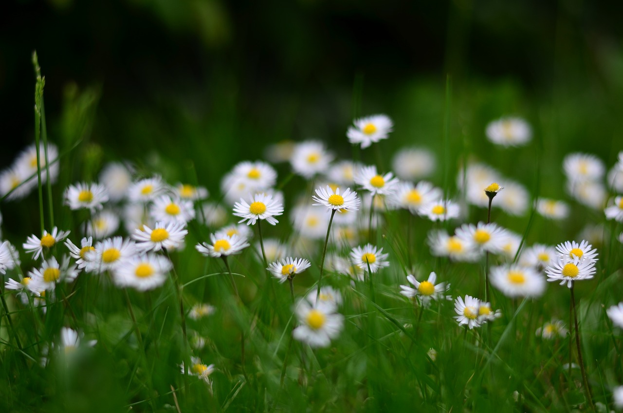 Top 5 tuinbeeld vergelijkingen